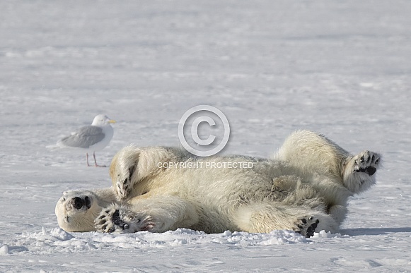 Polar Bear