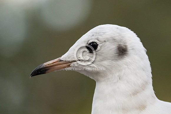 Black-headed gull Black-headed gull