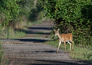 Young white tailed deer - Odocoileus virginianus - about to cross a remote path