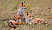 Foxes