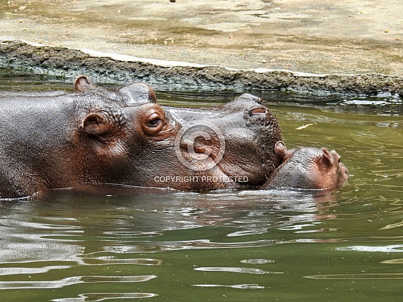 Mother and Baby Hippopotamus