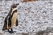 Humboldt Penguin Full Body