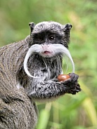 Bearded Emperor Tamarin