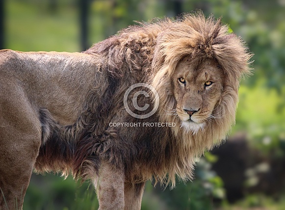 Lion Lion