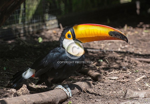 Toucan Toucan
