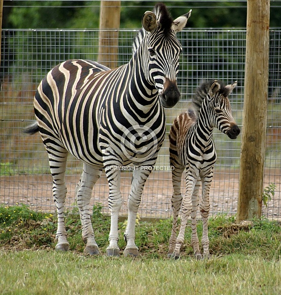 Zebra & Foal