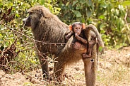 Olive Baboon and baby