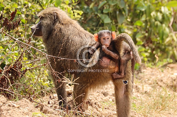 Olive Baboon and baby Olive Baboon and baby