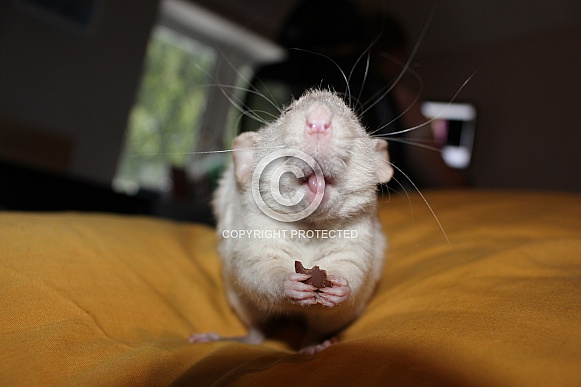 Rats