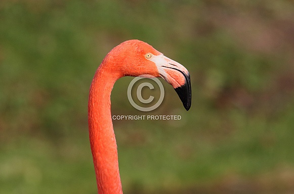 Caribbean Flamingo