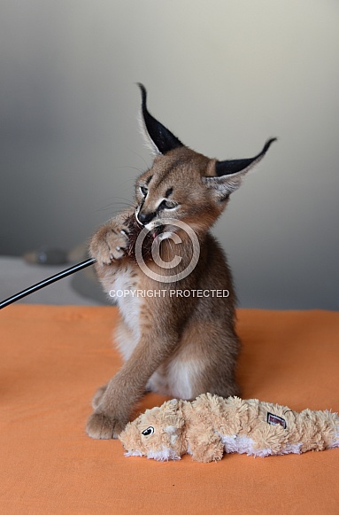 Young Caracal