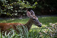 Florida White Tail Deer in garden