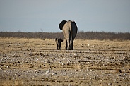 Baby Elephant with mom