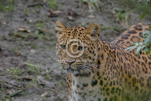 Leopard