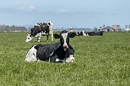 Dutch Cow and Cows
