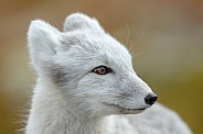 Portrait Arctic fox
