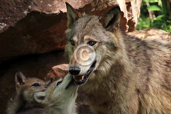 Wolf and Wolf Pups