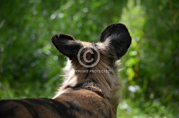 African Wild Dog