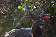 Male Nyala Portrait