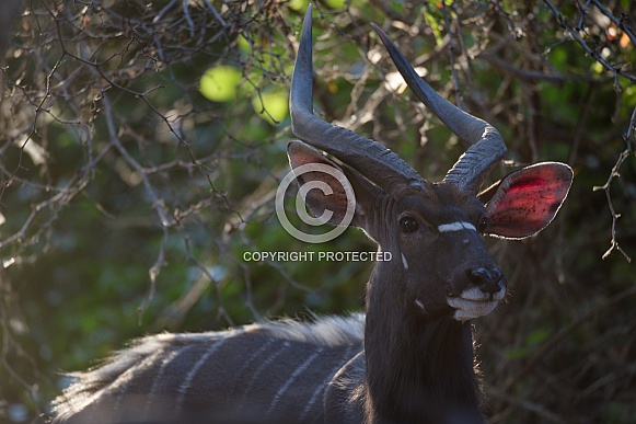 Male Nyala Portrait