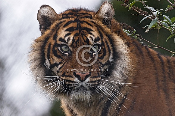 Sumatran Tiger Face Shot