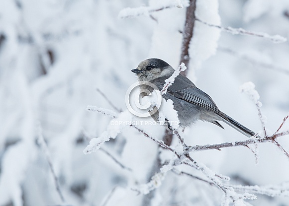 Gray Jay in Winter Gray Jay in Winter