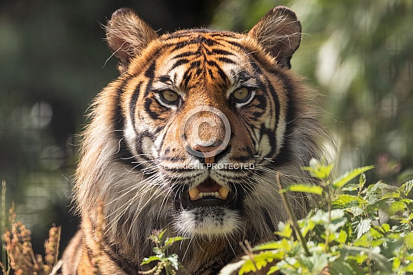 Sumatran Tiger Close Up Face Long Grass Teeth Showing Sumatran Tiger Close Up Face Long Grass Teeth Showing