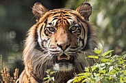 Sumatran Tiger Close Up Face Long Grass Teeth Showing