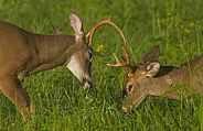 White tail deer