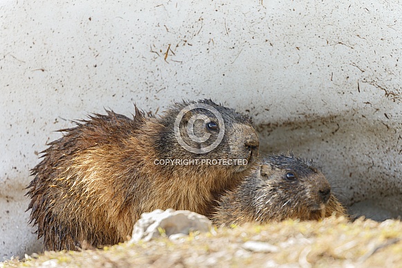 The alpine marmot The alpine marmot