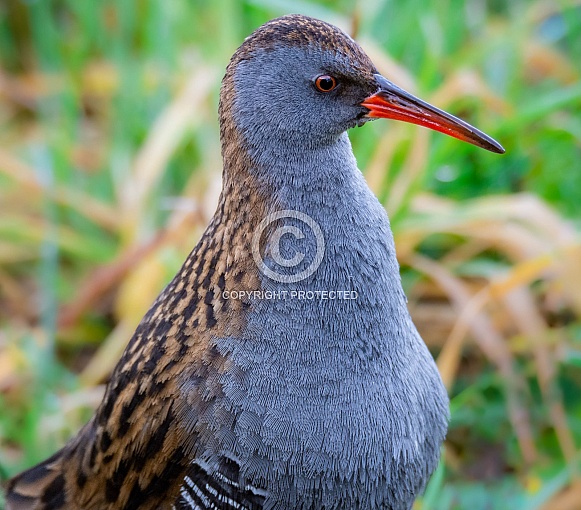 Water rail Water rail