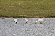 The Eurasian spoonbill