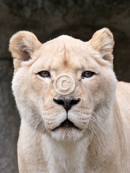 White Lion Female