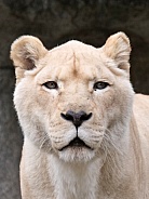 White Lion Female