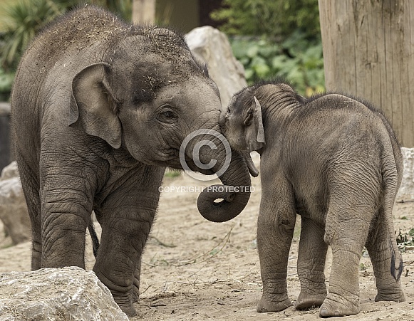Asiatic Elephant Calves Playing Together