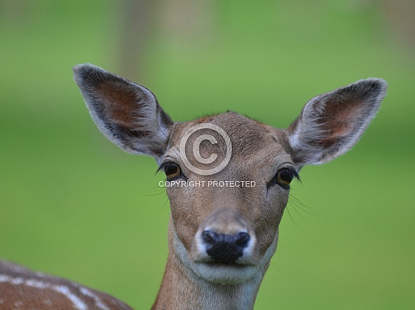 Fallow deer