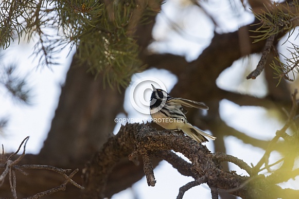 Black Throated Grey Warbler, Setophaga nigrescens