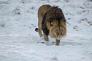 Lion in the Snow