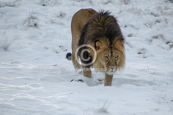 Lion in the Snow