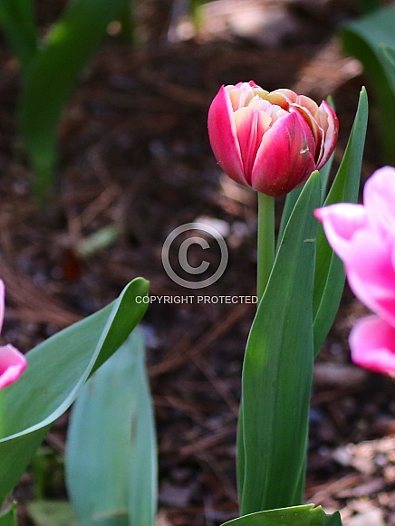 Beautiful Tulips Beautiful Tulips