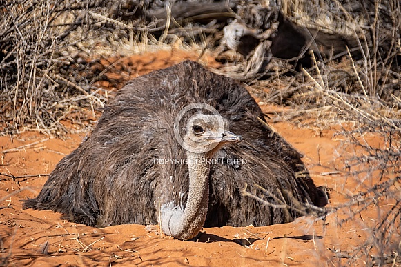 Female Ostrich