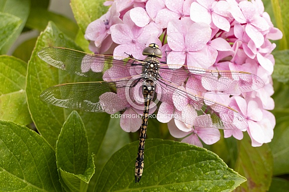 Australian emperor dragonfly.