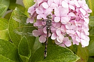 Australian emperor dragonfly.
