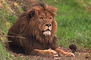 African Lion Lying Down Full Body