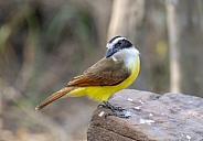 Great Kiskadee