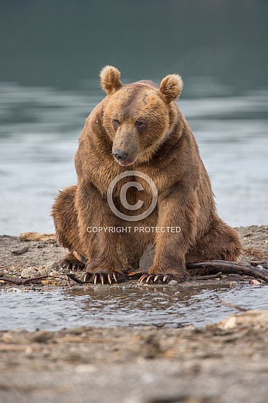 Brown Bear Brown Bear
