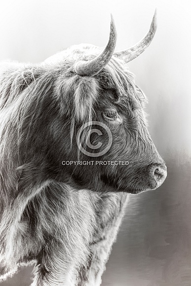 Highland Cattle-Scottish Highlander black and white