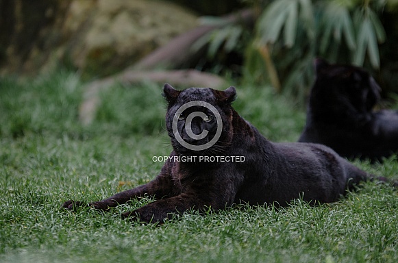 Black panther Black panther