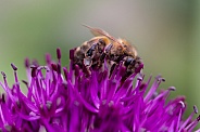 Carder bee on a purple Allium flower