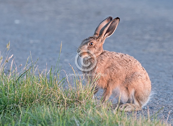 Brown Hare